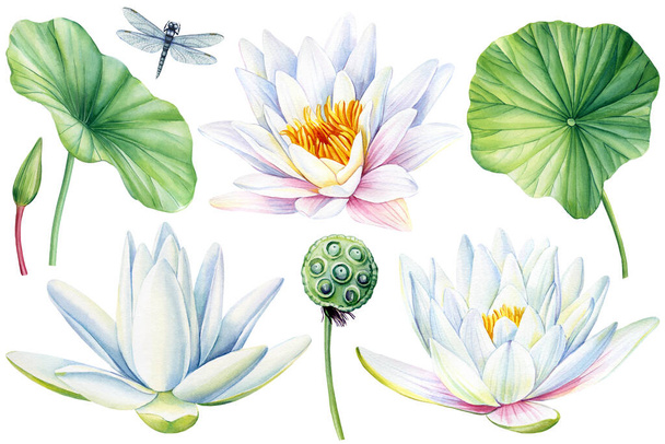 Lotus, κομψά λευκά λουλούδια, φύλλα, σπόρους και μπουμπούκια σε ένα απομονωμένο λευκό φόντο, ακουαρέλα εικονογράφηση, συλλογή, ευχετήρια κάρτα. Εικόνα υψηλής ποιότητας - Φωτογραφία, εικόνα