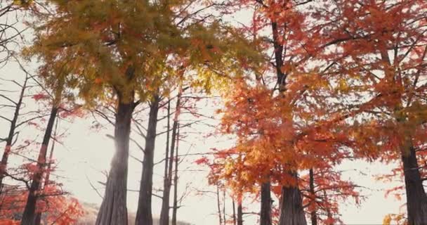 Autumnal park with Taxodium distichum and branches with orange fall needles. Swamp cypresses in United States - Footage, Video