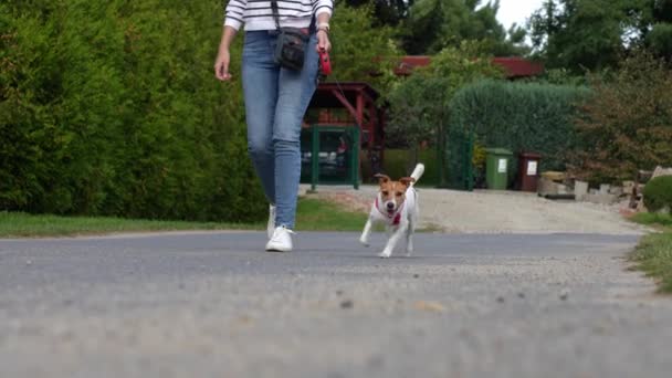 女性は夏の日に犬と散歩する. 女性オーナーとペットが一緒に時間を過ごす. 人と犬の友情 - 映像、動画