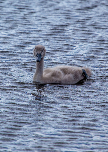 アイルランドのダブリンで発見された好ましいシグネット(シグナス・オロール). 長い首と濃いビークが付いているふわふわの灰色の赤ちゃんの白鳥. ヨーロッパ中の淡水湿地や都市部で見つかった.  - 写真・画像