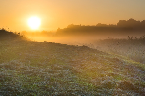 ポーランドの草原で霧の朝 - 写真・画像