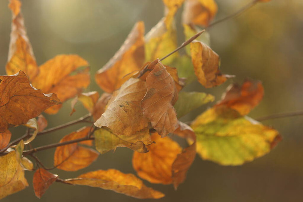 осіннє листя на дереві в лісі
 - Фото, зображення