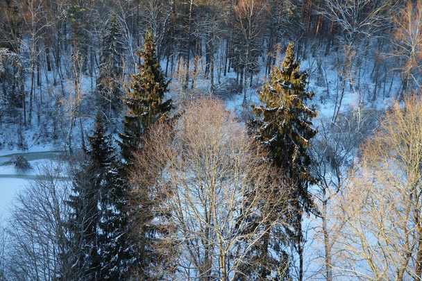 Winter landscape. Trees and bushes with hoarfrost. The cold season. a grayish-white crystalline deposit of frozen water vapor formed in clear still weather . - Foto, Bild