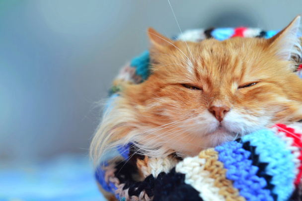 komik kırmızı kedi - Fotoğraf, Görsel