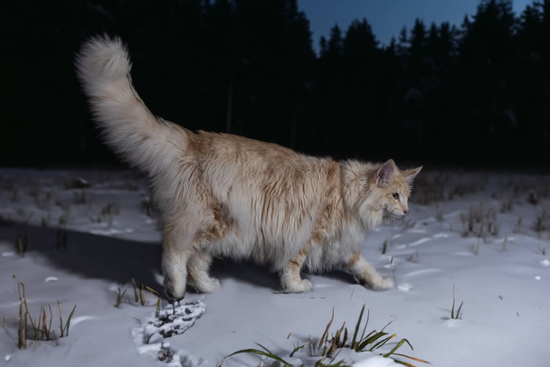 Norwegian Forest gatto di fronte a sfondo invernale - Foto, immagini