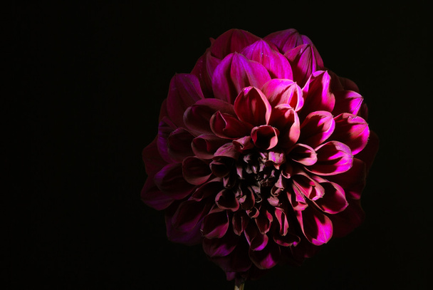 Фіолетова квітка жоржин на чорному тлі
. - Фото, зображення