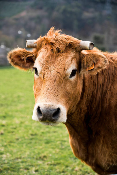 Großaufnahme Porträt einer braunen Kuh mit abgeschnittenen Hörnern. Hintergrundfeld. - Foto, Bild