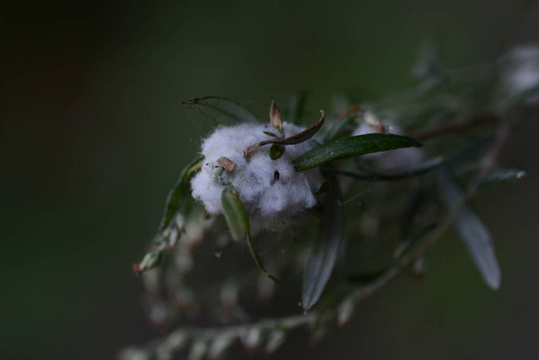 Ιαπωνικά έντομα mugwort. Οι όζοι εντόμων είναι ανώμαλες αυξήσεις τμημάτων φυτών που ανταποκρίνονται στη διέγερση που παράγεται από παρασιτικές προνύμφες εντόμων.. - Φωτογραφία, εικόνα