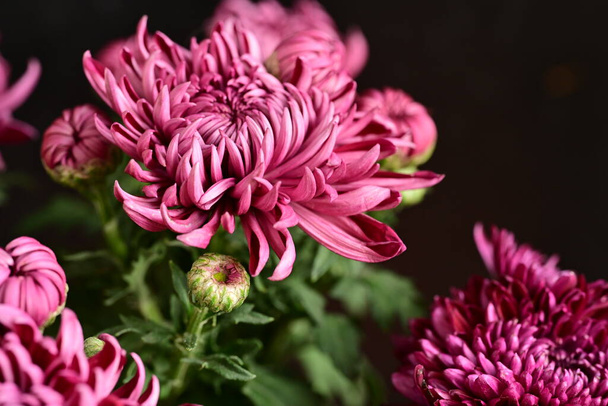 hermosos crisantemos, flores de cerca - Foto, Imagen