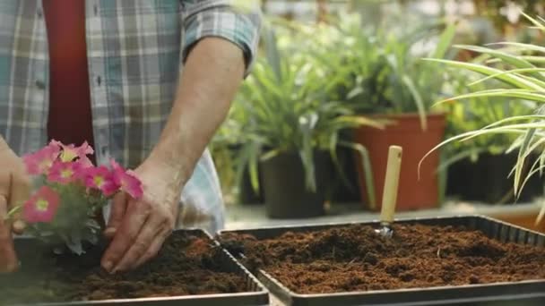 Schnappschuss eines nicht wiederzuerkennenden Gärtners im karierten Hemd, der im Sommer im Gewächshaus Petunienblüten pflanzt - Filmmaterial, Video