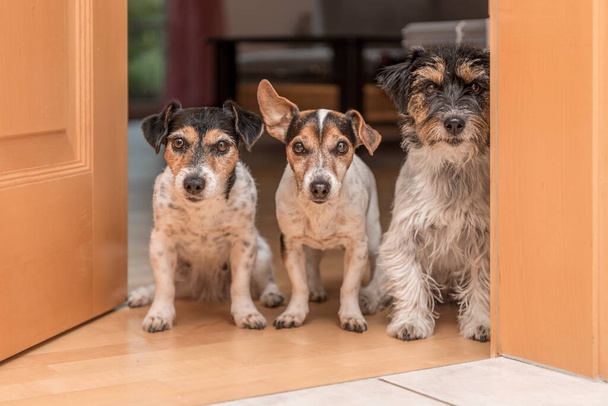 un groupe de trois mignon petit effronté Jack Russell Terriers debout côte à côte à une porte ouverte dans l'appartement à la maison - Photo, image