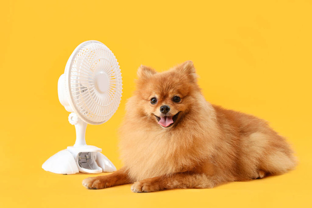 Cute Pomeranian spitz with electric fan lying on yellow background - Photo, Image