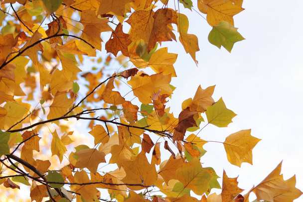 リオデンドロン チューリピフェラ。 明るい黄色の葉が付いている木. 紅葉のある木の秋の背景. 明るい葉のある植物. 自然の季節の変化,クローズアップ - 写真・画像