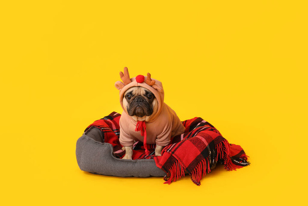 Cute pug dog in Christmas costume with pet bed and plaid on yellow background - Photo, Image