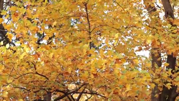 Ліріодендрон тюльпанів. Дерево з яскраво-жовтим листям. Осінній фон з деревом з красивим листям. Рослина з яскравим листям. Зміна сезону в природі - Кадри, відео