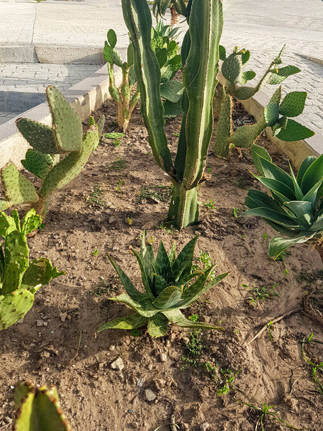 Jardín casero con una variedad de suculentas y cactus. Las plantas incluyen Opuntia Rita, yuca espinosa y Euphorbia Eretria. El fondo es un suelo - Foto, Imagen