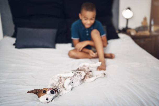 Bu hayatın hiçbir sıkıntısı yok. Evcil köpeğiyle evdeki yatakta oynayan sevimli bir çocuk. - Fotoğraf, Görsel