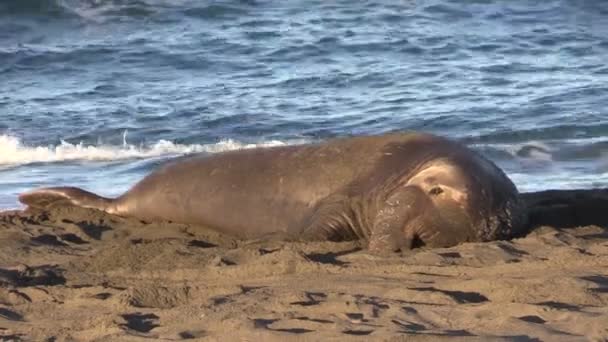 Słonie foki na plaży - Materiał filmowy, wideo