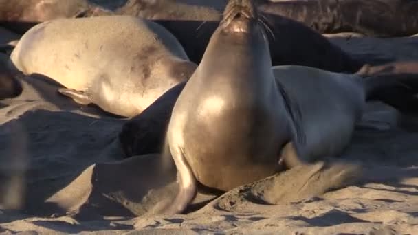 Phoques éléphant sur la plage - Séquence, vidéo