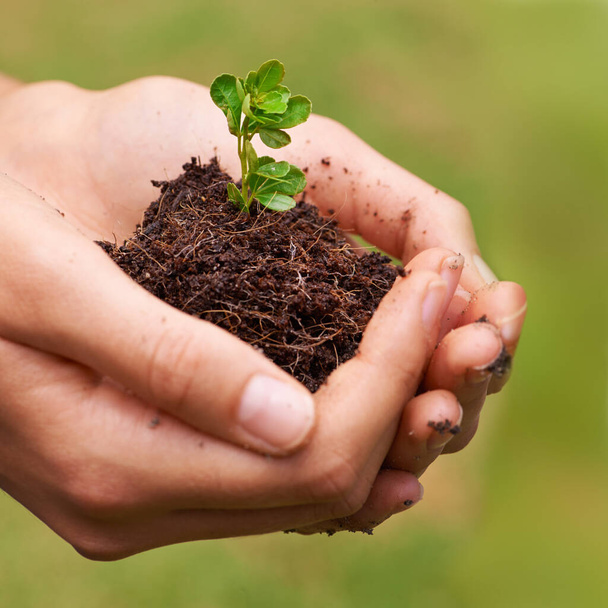 Potencial de germinação. uma jovem mulher mãos segurando uma planta cultivada de sementes - Foto, Imagem