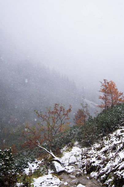 Στην Dolina Roztoki, Πολωνία, ξετυλίγεται μια χειμερινή ιστορία. Λεπτές νιφάδες χιονιού κατεβαίνουν σε ένα κυματιστό μονοπάτι, τονίζοντας την αντίθεση των φλογερών φθινοπωρινών φύλλων και των αειθαλών. Γραφικό τοπίο. - Φωτογραφία, εικόνα