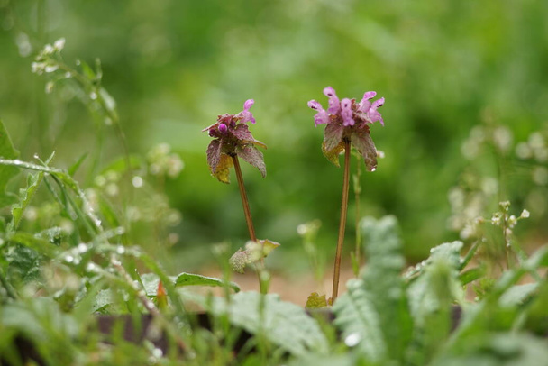 Мокрое растение с фиолетовыми цветами растет на дождевом поле. - Фото, изображение