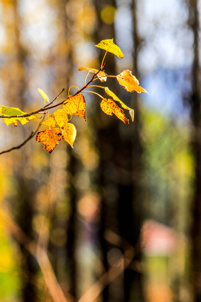 葉のある美しい秋の背景. HDR イメージ ( ダイナミック レンジ). - 写真・画像