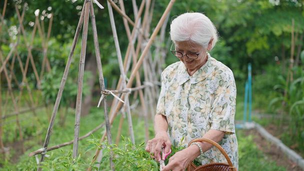 ハッピーアジアの高齢女性庭園と家庭菜園で植物を栽培しています. 裏庭でチリペッパーをピックアップする高齢女性. 定年退職に関するコンセプト - 写真・画像