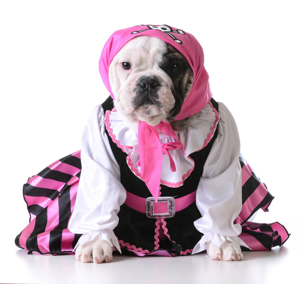 Dog dressed up like a pirate - Фото, изображение