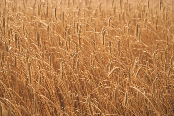 美しい小麦畑の上にゴールデンサンセット。 農村農業風景が輝く日光に恵まれた収穫. 輝く太陽の下でサンセット農園の風景で見事な小麦畑の風景 - 写真・画像