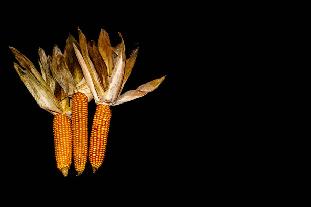 Maïs sur une épi isolé sur fond noir - Photo, image