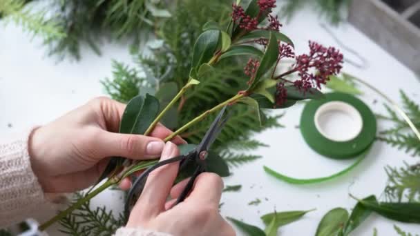 Naisten kädet leikkaamalla Skimmia japonica lähtee sakset. Kukkakauppias töissä: nainen näyttää, miten tehdä joulun kukka-asetelma skimmia, ikivihreä pensas ja kuusen oksia. Askel askeleelta, opetusohjelma - Materiaali, video
