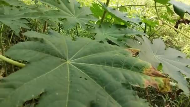 Castor leaf top view, castor bean or castor oil plant, es una especie de planta con flores perennes en la familia de las sollozas, el aceite de ricino de hoja verde. Llamado árbol de Arandi en la India. - Imágenes, Vídeo