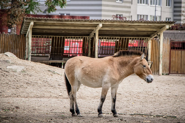 Przewalski's horse in the zoo. Przewalski's horse is a rare breed of horse. - Photo, Image