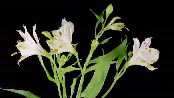 Alstroemeria blüht. Eröffnung Schöne weiße Alstroemeria Blumen auf schwarzem Hintergrund. Zeitraffer. 4K. - Filmmaterial, Video