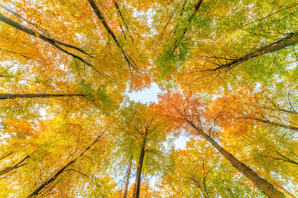 Floresta de outono com pôr do sol brilhando através de folhas e galhos. Natureza, silvicultura, Árvores, habitat, ambiente e conceitos de sustentabilidade, desktop - Foto, Imagem