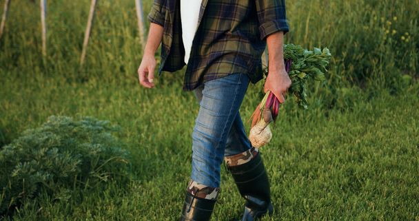 Farmer business man walking on field and holds naturally grown healthy food from basket and happily inspects them. Natural healthy food. Harvest of vegetables. Agricultural food industry concept. - Foto, immagini