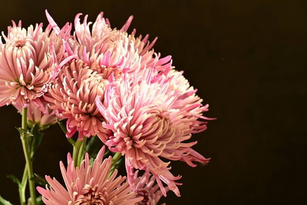close up of beautiful chrysanthemums flowers  - Photo, Image