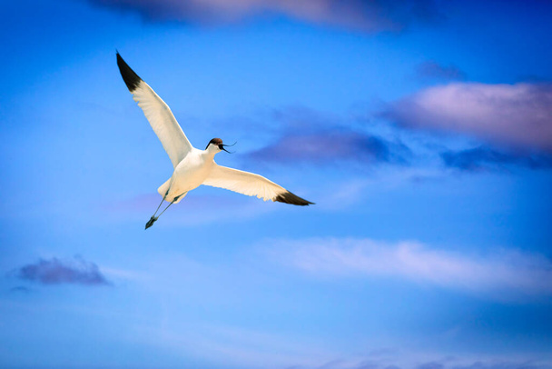 Een kustvogel met een interessante snavel. Pied Avocet. Recurvirostra avosetta. Blauwe lucht achtergrond. - Foto, afbeelding