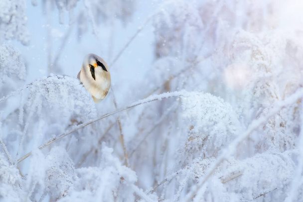 Winter season and cute little bird. White nature background. Bird: Bearded Reedling. (Panurus biarmicus) - Photo, Image