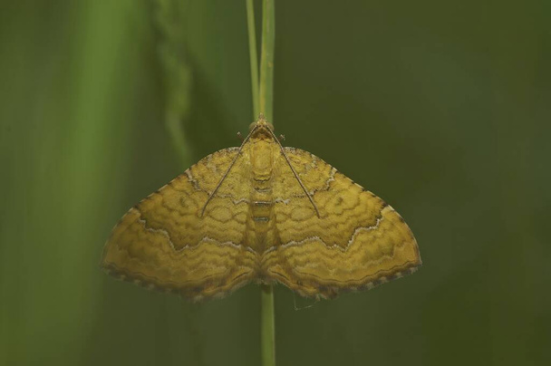 Natural closeup on the orange colored yellow shell geometer moth Camptogramma bilineata in a meadow - Photo, Image