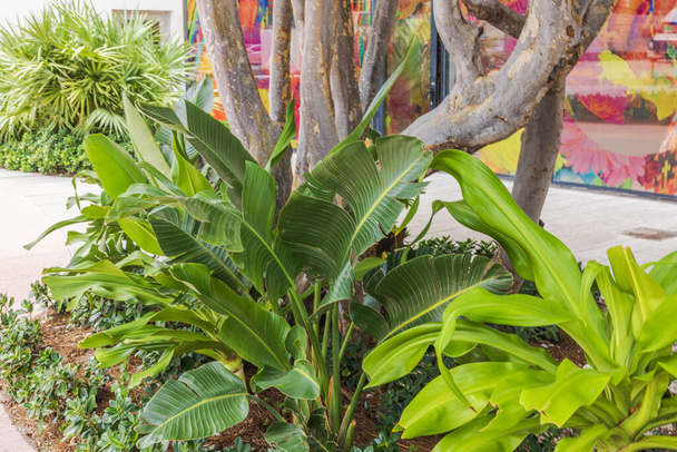 Prachtige samenstelling van groene tropische planten rond basis van boomstam. - Foto, afbeelding