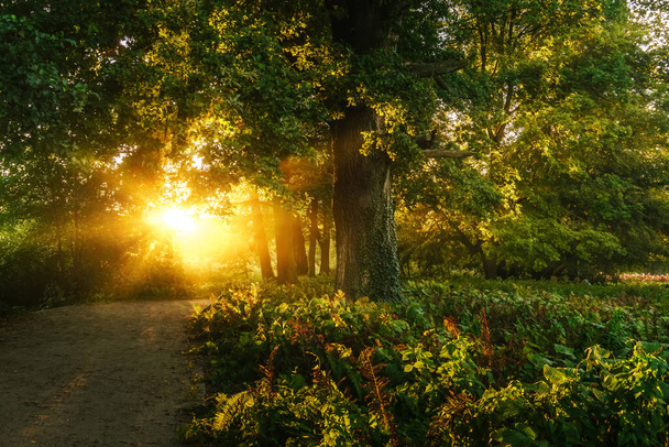 日没に太陽の明るい光線で写真の景色の森の風景. 古い公園のカラフルな夕日. - 写真・画像