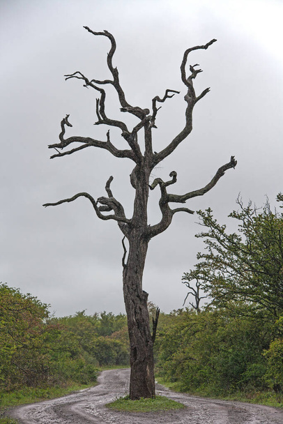 The iconic dead Leadwood tree (Combretum imberbe) in the middle of a tourist road in southern Kruger National Park South Africa - Photo, Image