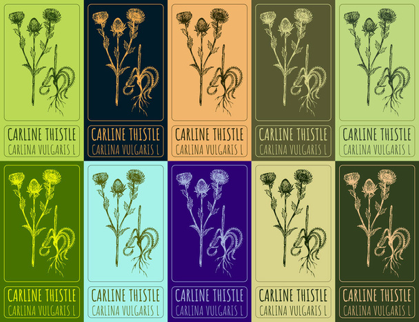 さまざまな色でカーラインの絵のセット. 手描きイラスト。 ラテン語名 CARLINA VULGARIS L. - 写真・画像