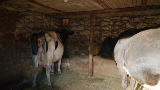 Άποψη δύο αγελάδων σε παραδοσιακό εκκολαπτήριο μολδαβίας, Μολδαβία - Πλάνα, βίντεο