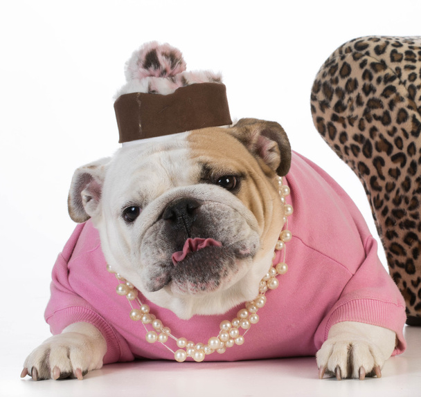 Female english bulldog dressed - Fotó, kép