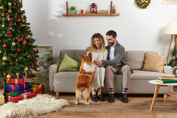 ευτυχισμένο ζευγάρι κάθεται στον καναπέ και παίζει με corgi σκυλί κοντά διακοσμημένα χριστουγεννιάτικο δέντρο με δώρα - Φωτογραφία, εικόνα