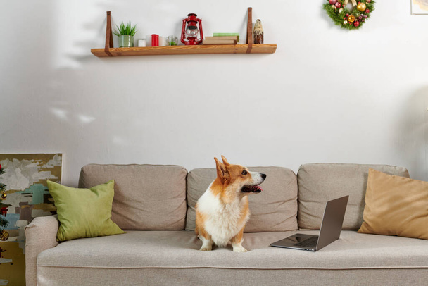 αξιολάτρευτο corgi σκυλί κάθεται στον καναπέ δίπλα στο φορητό υπολογιστή και διακοσμημένο διαμέρισμα την ημέρα των Χριστουγέννων - Φωτογραφία, εικόνα