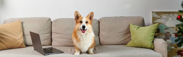 ラップトップと装飾されたアパートの隣のソファに座っている愛らしいコルジ犬, クリスマスの日に, バナー - 写真・画像